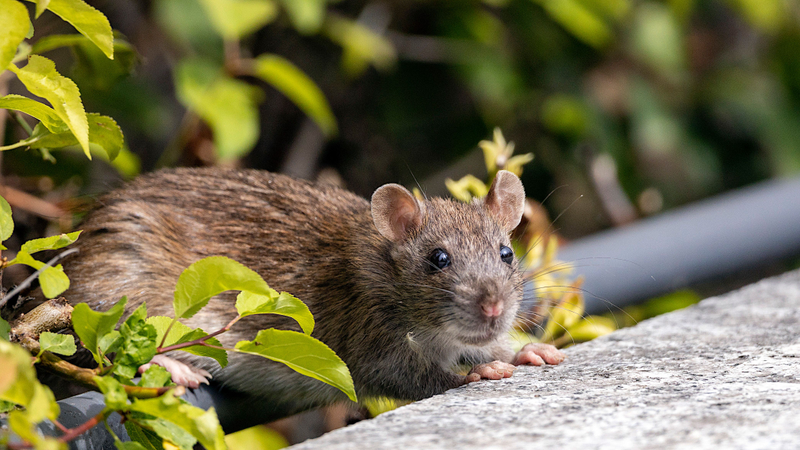 Wanderratte bei Tageslicht an einer Mauerkante, halb von Blattwerk gedeckt